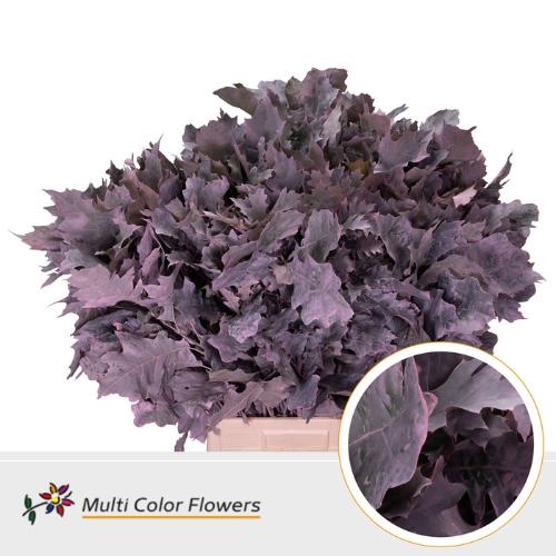 Quercus rubra kleurbehandeld H%