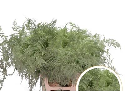 Asparagus overig kleurbehandeld H%