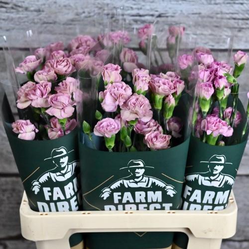 Dianthus tros overig