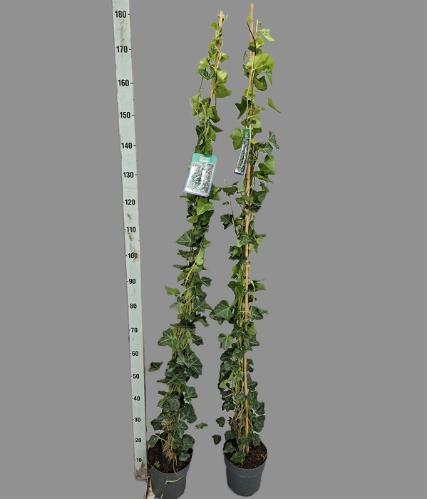 Hedera hibernica