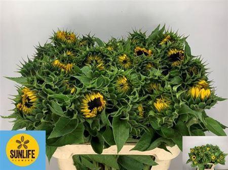 Helianthus annuus 'Sunrich Orange'