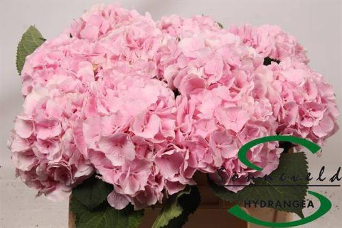 Hydrangea macrophylla 'Verena'