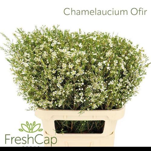 Chamelaucium uncinatum 'Ofir'