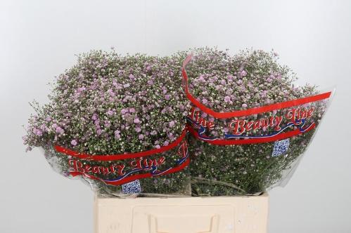 Gypsophila paniculata 'My Pink'