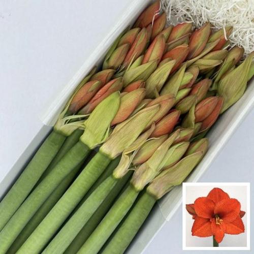 Hippeastrum Galaxy Grp 'Naranja'