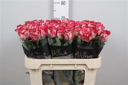 Rosa grootbloemig Barracuda