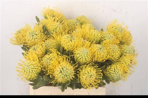 Leucospermum nutans 'Sunrise'