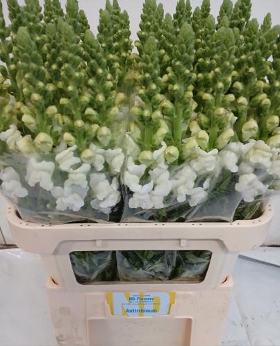 Antirrhinum majus 'Opus White'