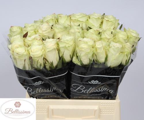 Rosa grootbloemig Athena