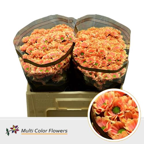 Chrysanthemum (Indicum Grp) tros santini  AAA Bowie kleurbehandeld H%