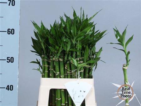 Dracaena sanderiana Lucky Bamboo