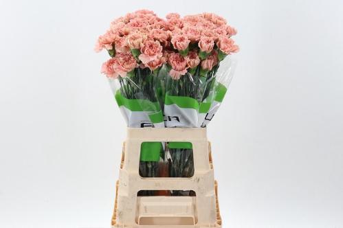 Dianthus standaard Caramel