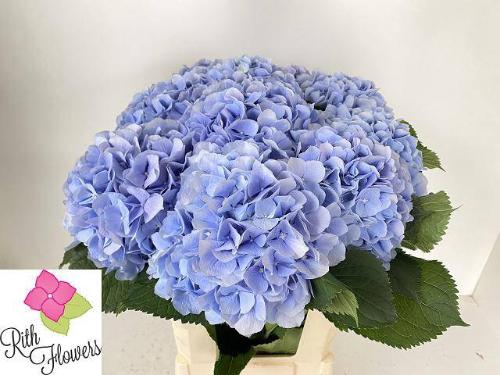 Hydrangea macrophylla 'Verena' (blauw)