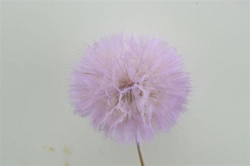 Decoratiegroen kleurbehandeld per bos H%