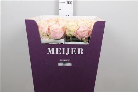 Rosa grootbloemig Sweet Avalanche +