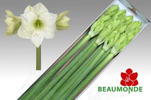 Hippeastrum Galaxy Grp 'Casablanca'