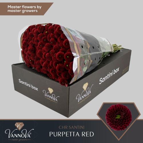 Chrysanthemum (Indicum Grp) tros santini AAA Purpetta Red