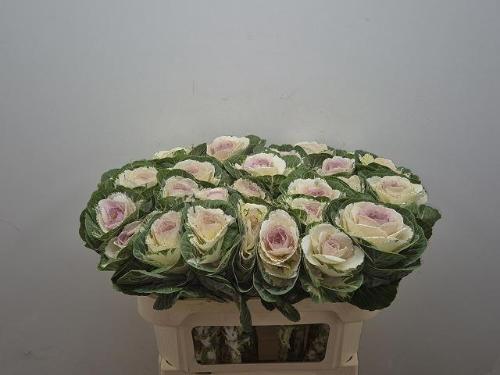 Brassica oleracea 'White Crane'