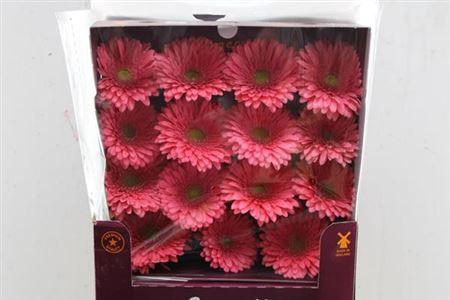 Gerbera grootbloemig Enrique