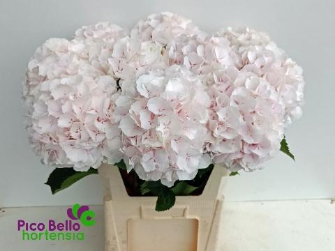 Hydrangea macrophylla 'Sweet Verena'