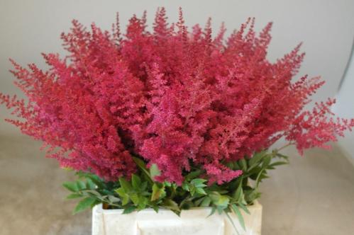 Astilbe Arendsii Grp 'Paul G