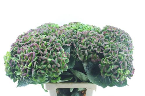 Hydrangea macrophylla Magical Amethyst (classic)