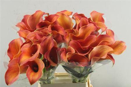 Zantedeschia 'Callista'