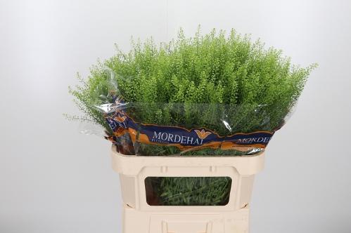 Thlaspi Green Bell