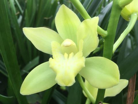 Cymbidium mini 'Limoncello'