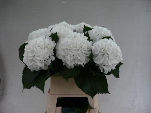 Hydrangea macrophylla 'Schneeball'