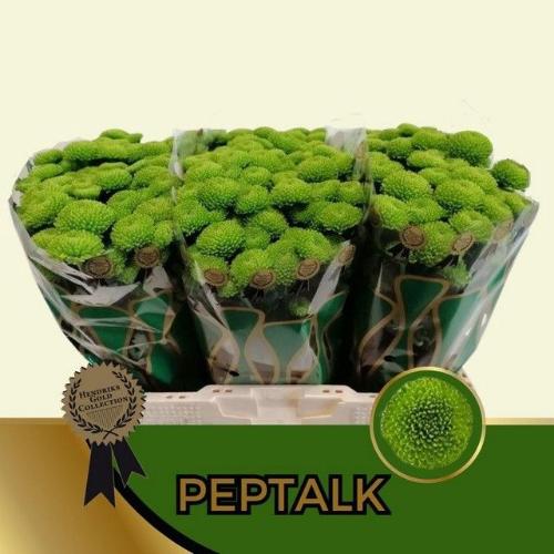Chrysanthemum (Indicum Grp) tros santini AAA Peptalk