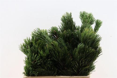 Pinus mugo var. mughus