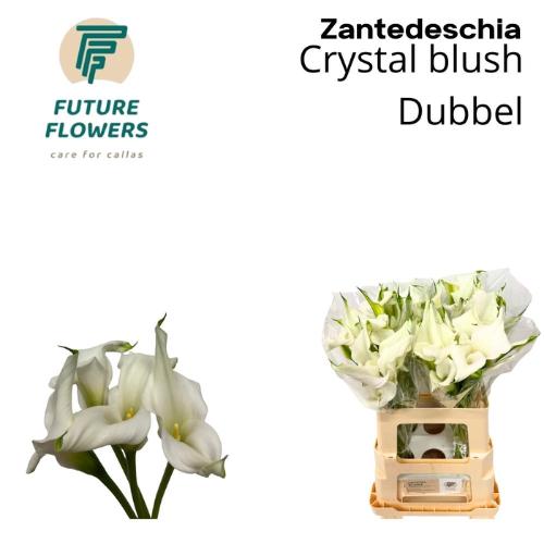 Zantedeschia 'Crystal Blush'