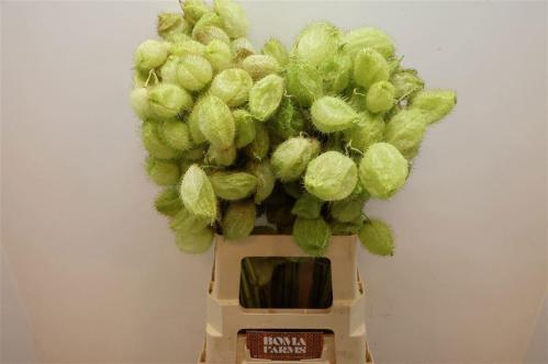 Siervruchten per tak Gomphocarpus fruticosus 'Moby Dick'