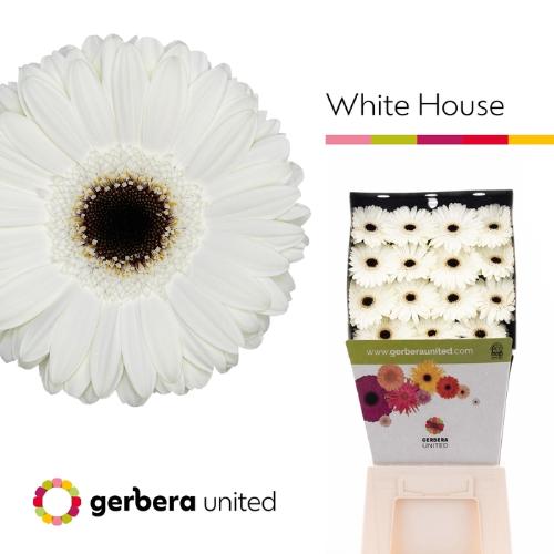 Gerbera grootbloemig 'White House'