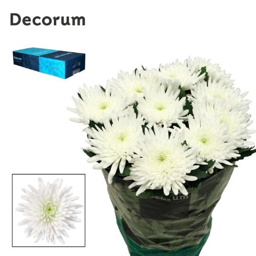 Chrysanthemum (Indicum Grp) geplozen Topspin