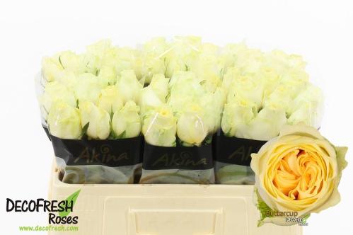 Rosa grootbloemig Buttercup