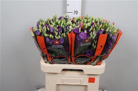 Eustoma russellianum gevuldbloemig 'Rosita Blue'