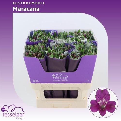 Alstroemeria Maracana