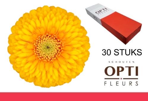 Gerbera mini bolvormig Pomponi Honeydew