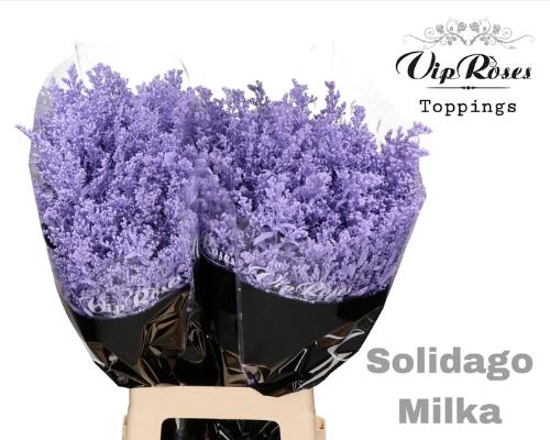 Solidago kleurbehandeld H%
