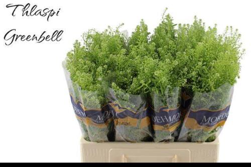 Thlaspi Green Bell
