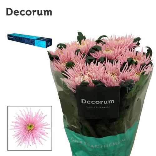 Chrysanthemum (Indicum Grp) geplozen Cipria