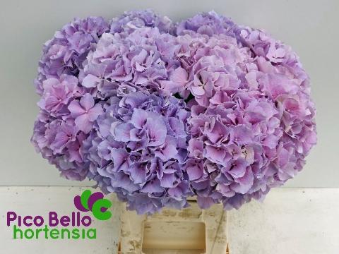 Hydrangea macrophylla Royal Benefit (roze)