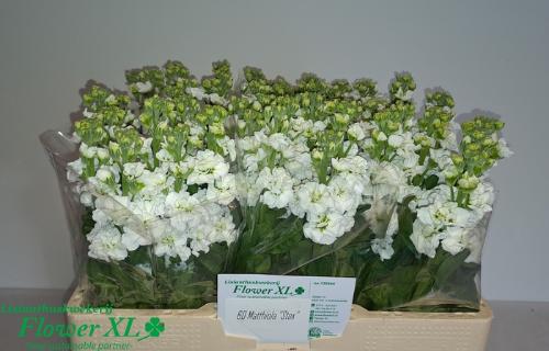 Matthiola incana StoX White