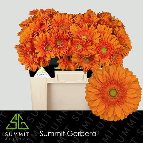 Gerbera grootbloemig Eureka