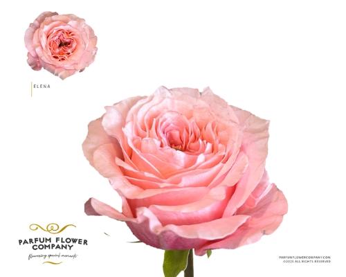 Rosa grootbloemig Elena