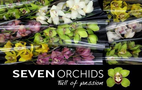 Cymbidium grootbloemig per tak gemengd