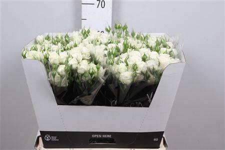 Rosa tros White Bubbles