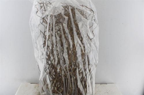 Corylus avellana 'Contorta'